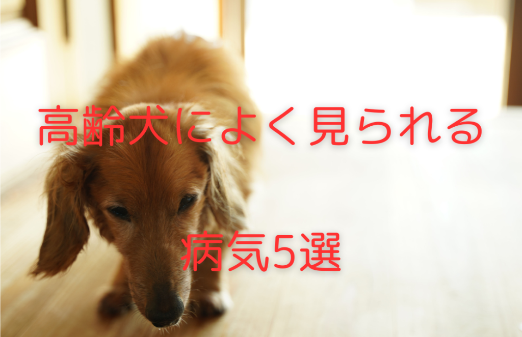 高齢犬が歩いている画像