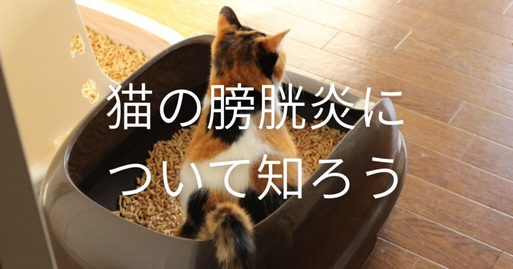 猫膀胱炎