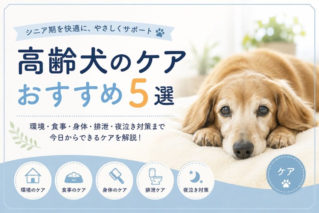 高齢犬のケアおすすめ5選画像