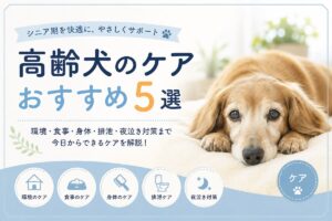 高齢犬のケアおすすめ5選画像