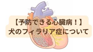 犬のフィラリア症についてのトップ画像