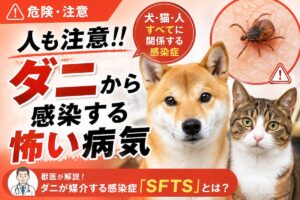犬と猫のダニの感染症についての画像