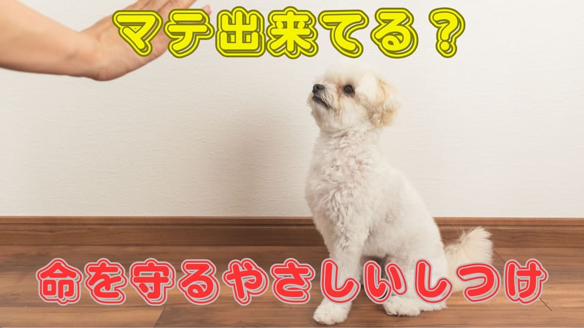 犬に「待て」は必要？できない理由と初心者でもできる教え方を解説