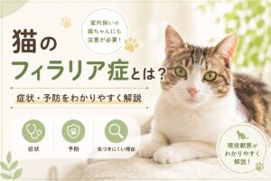猫のフィラリア症についての紹介画像