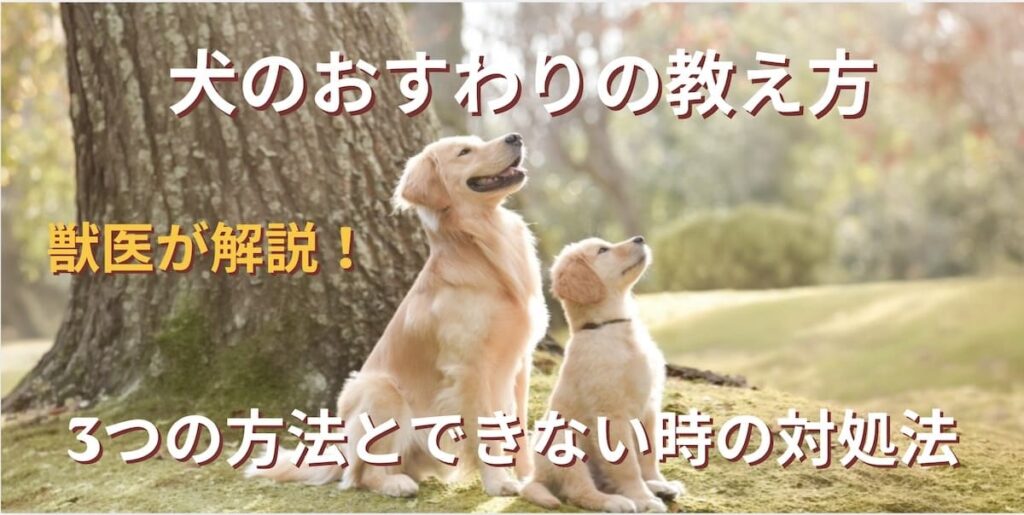 おすわりの教え方トップ画像