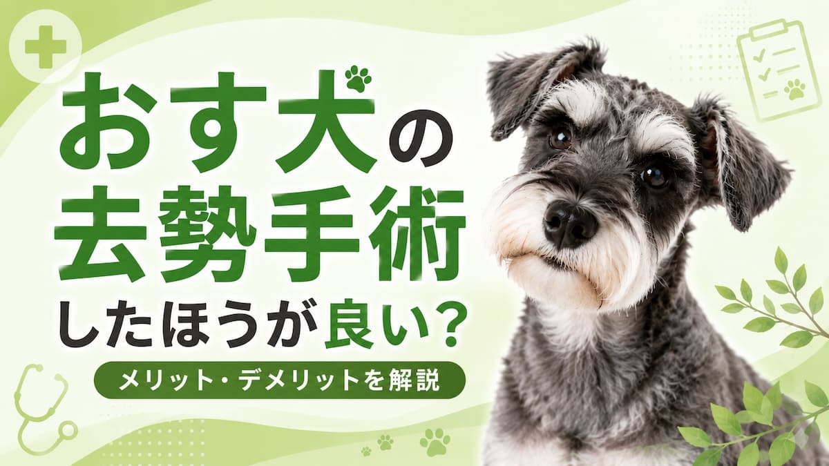 おす犬の去勢手術の記事についてのサムネイル