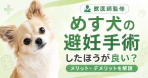 めす犬の不妊手術についてのサムネイル