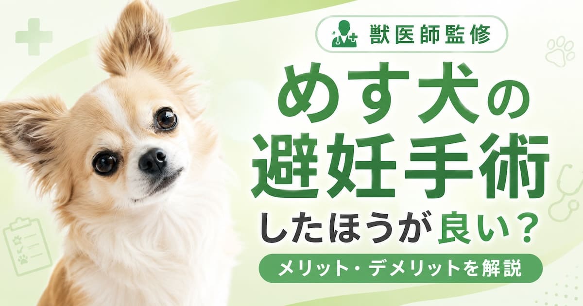 めす犬の不妊手術についてのサムネイル