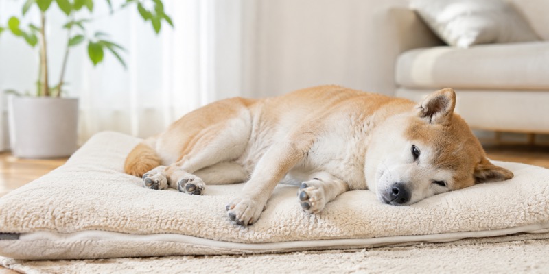 マットの上で横向きに眠るシニアの柴犬