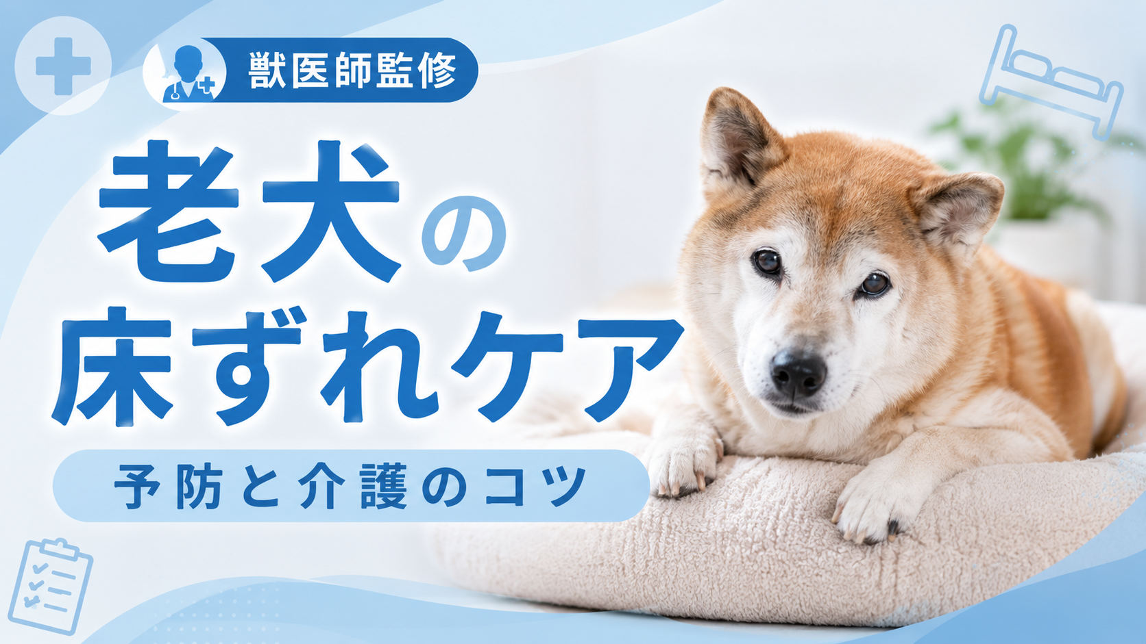 老犬の床ずれケア 予防と介護のコツ